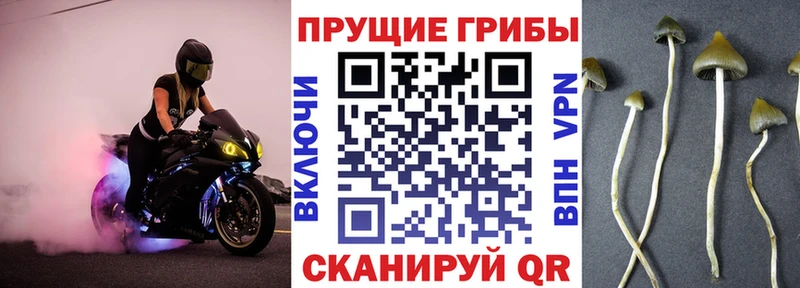 Галлюциногенные грибы Cubensis ссылка на мегу зеркало Пенза